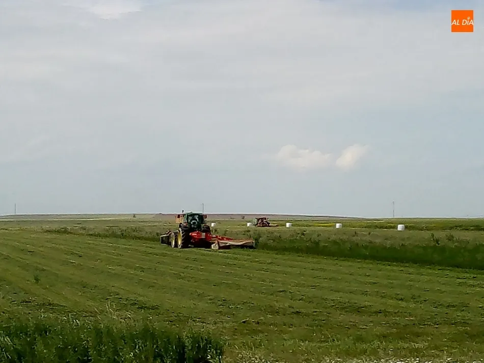 Siega y ensilado de alfalfa en Cantalapiedra. / Jorge Holguera