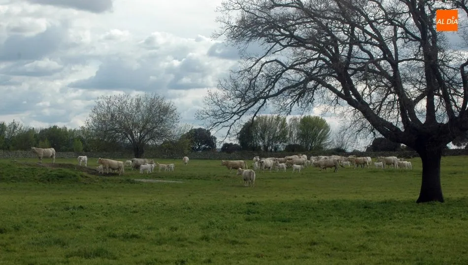 La excelente primavera en pastos está incidiendo en la bajada del cereal por una menor demanda en piensos para alimentar al ganado