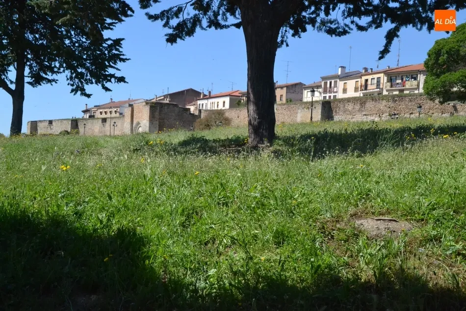 Las agujas carnavaleras finalizan su larguísima estancia en las calles mirobrigenses  