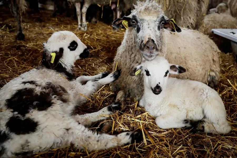 Corderos en un establo de la empresa ganadera Lechal Colmenar. Foto de Jesús Hellín - EP