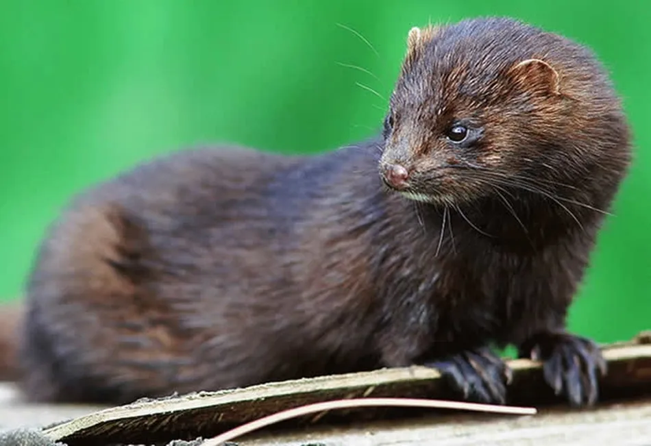 Imagen de un visón