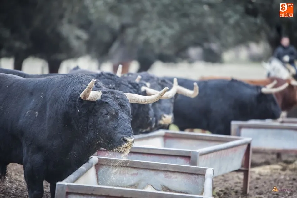 La Junta aportará 1.100.000 euros a las explotaciones de la ganadería lidia con un máximo de 5.000 euros por explotación