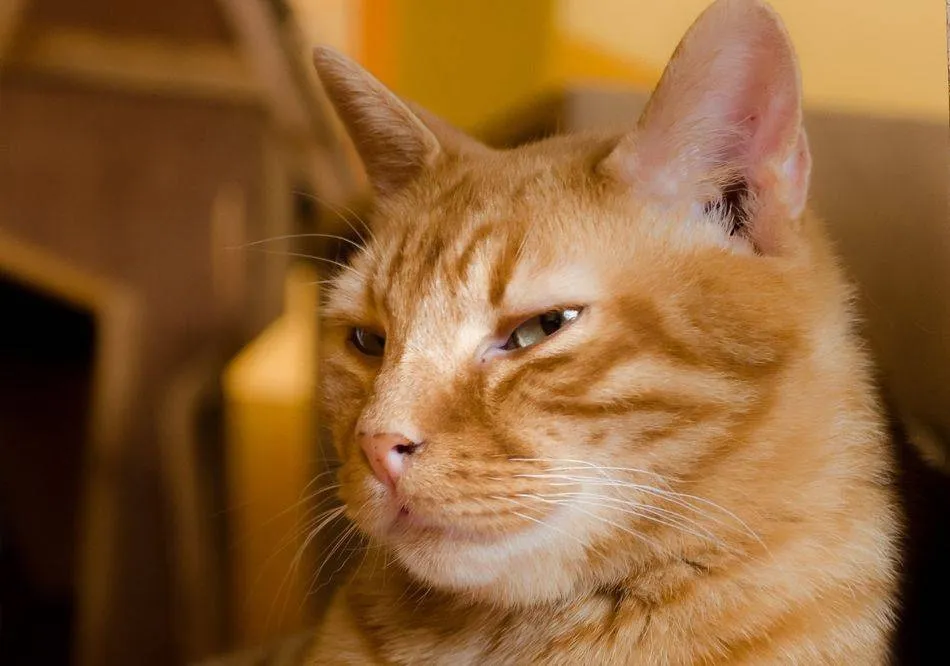 Gato, una de las mascotas más frecuentes en las casas