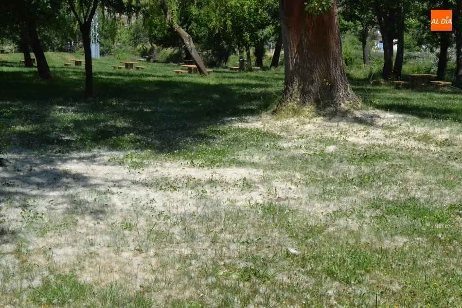 Foto 2 - Mir&oacute;briga entra a medio gas en la Fase 1 de la desescalada  