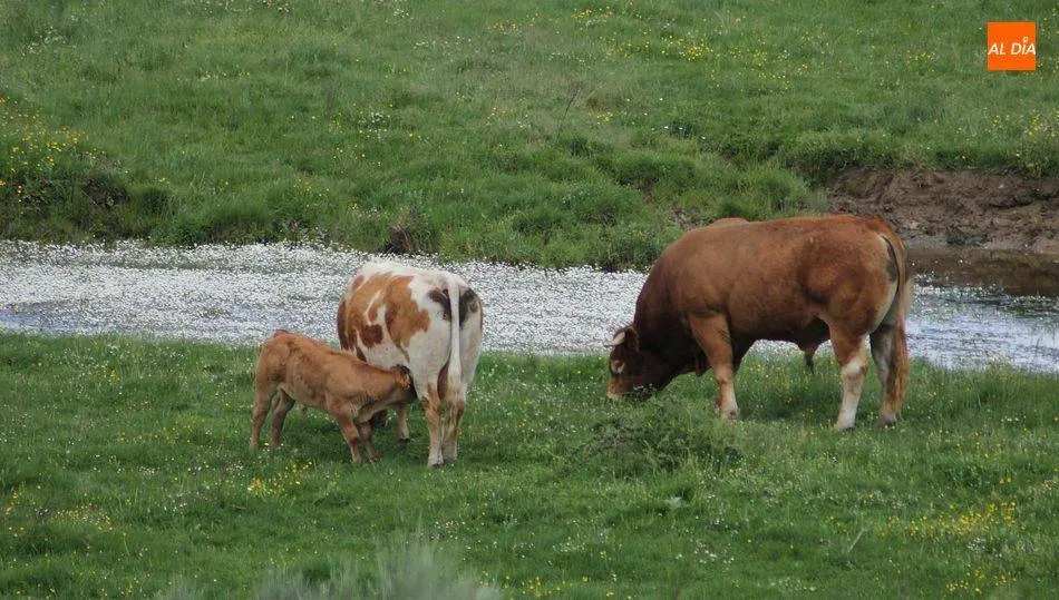 La Unidad Veterinaria recuerda que el lunes se reanudarán los plazos administrativos  