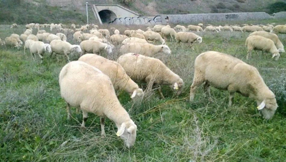 Castilla y León, principal productora de leche de ovino