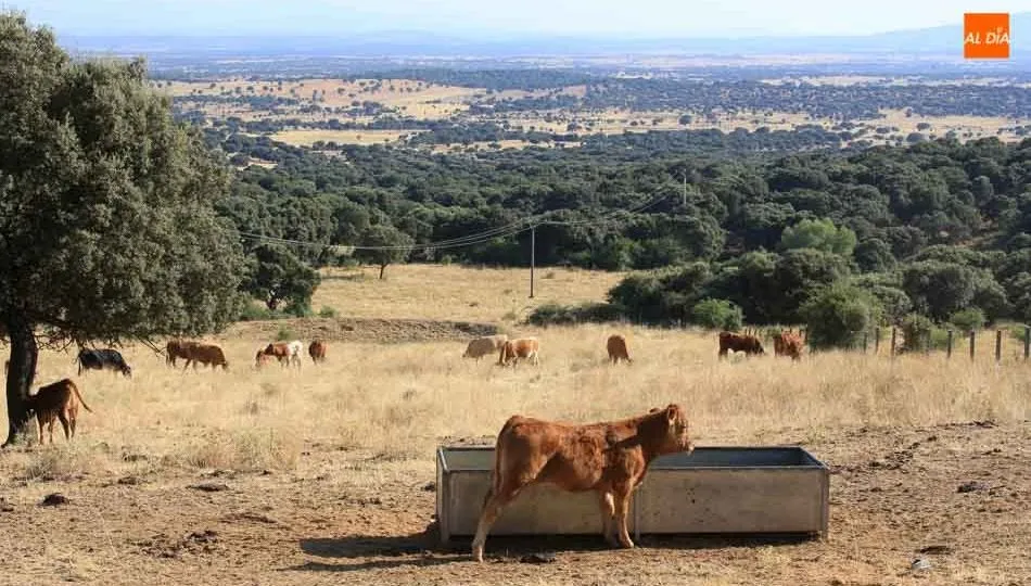 Ganado en el campo