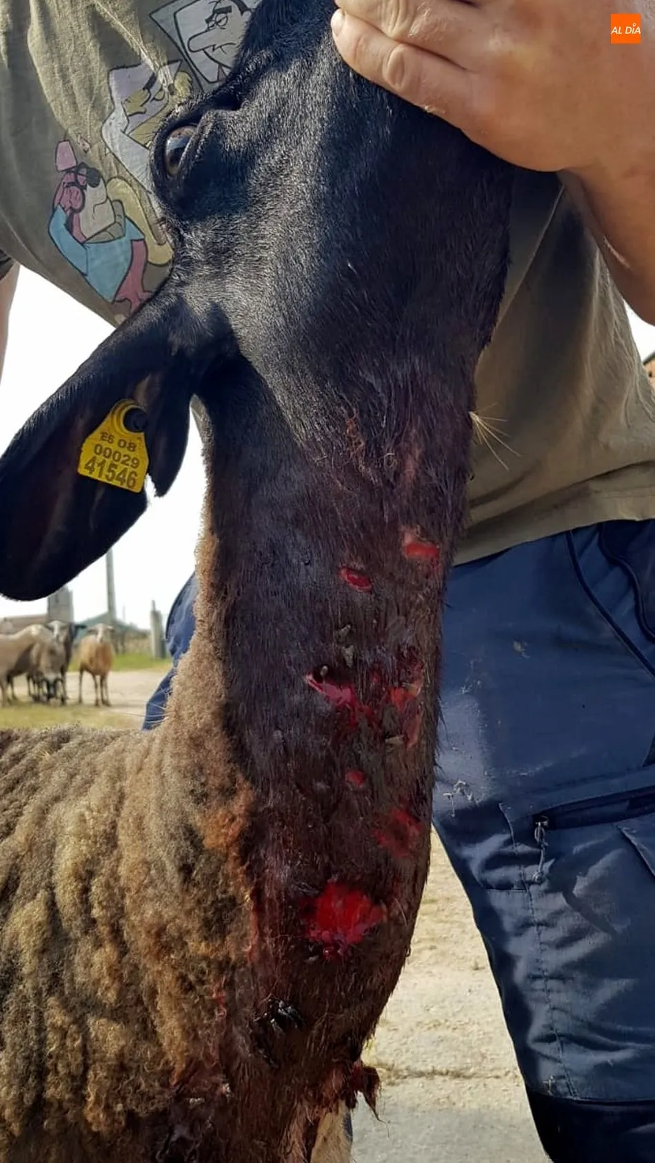 Foto 5 - Una oveja muerta y dos heridas por un posible ataque del lobo junto al casco urbano de Lumbrales