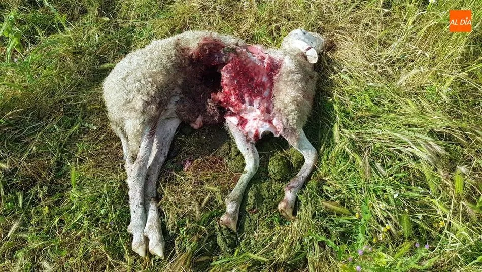 Imagen de la cordera muerta y medio devorada.