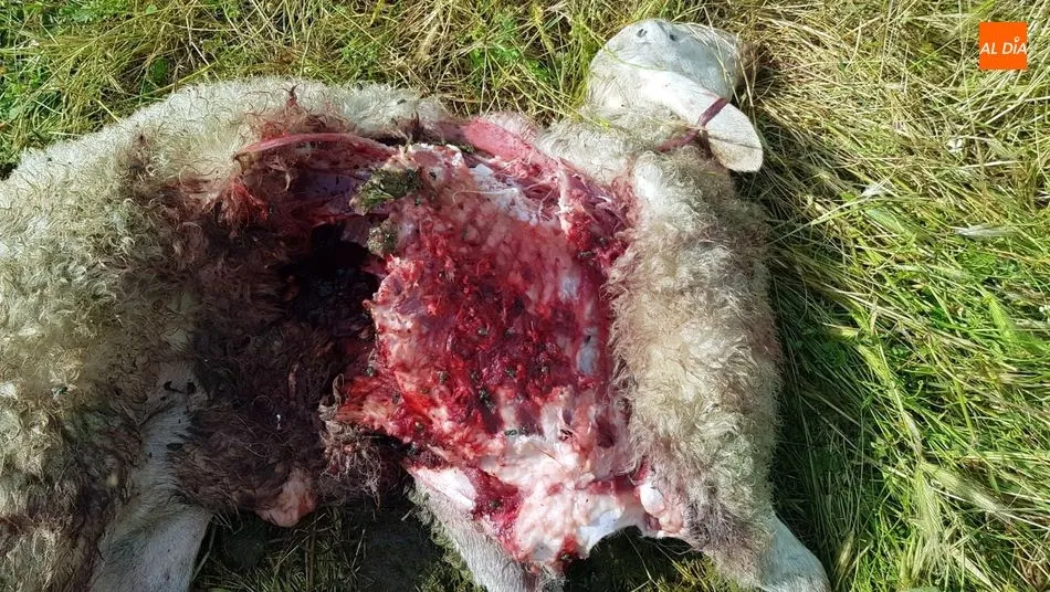 Foto 3 - Una oveja muerta y dos heridas por un posible ataque del lobo junto al casco urbano de Lumbrales