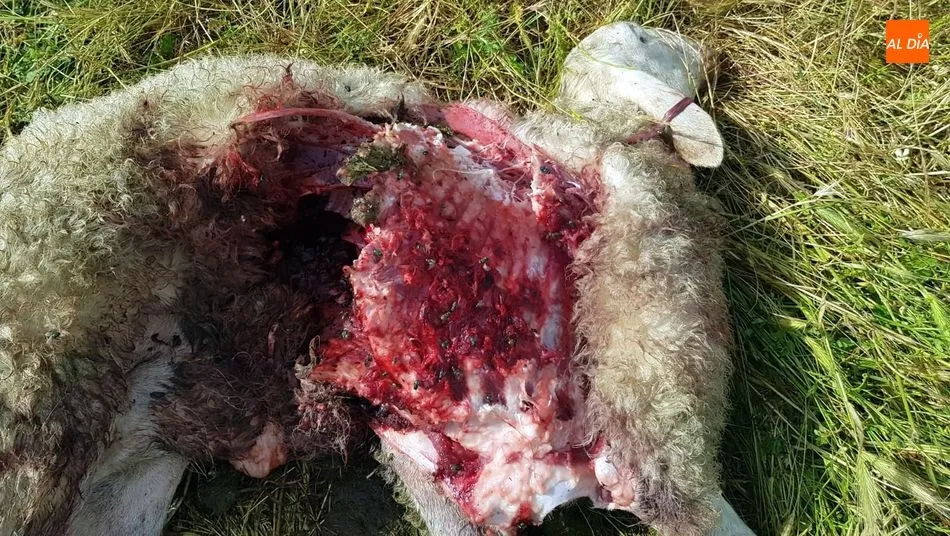 Foto 6 - Una oveja muerta y dos heridas por un posible ataque del lobo junto al casco urbano de Lumbrales