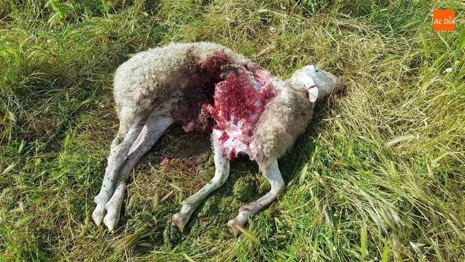 Foto 4 - Una oveja muerta y dos heridas por un posible ataque del lobo junto al casco urbano de Lumbrales