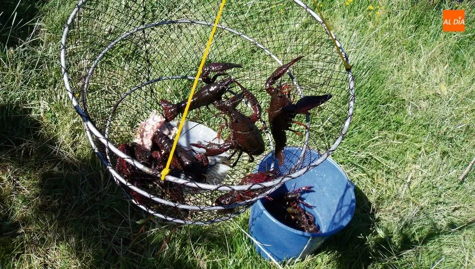 Sin lugar a dudas, el mejor sitio del cangrejo está en la mesa, casi de cualquier forma  / CORRAL