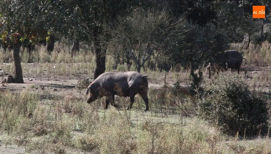 El ibérico continúa sin levantar cabeza / CORRAL