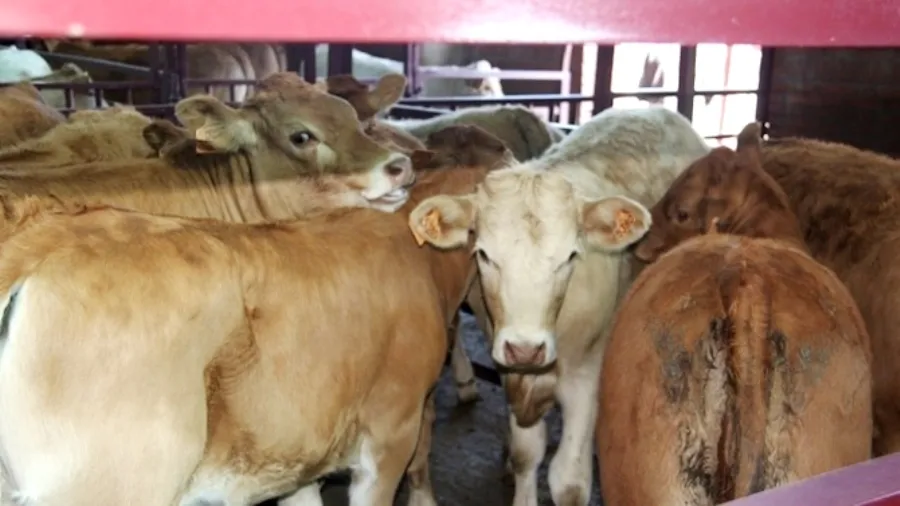 La Junta recuerda que Salamanca fue una zona que sufrió el azote de la brucelosis bovina muy fuertemente, y su cabaña ganadera tuvo que ser sometida a grandes restricciones de movimiento para lograr poner cerco a la enfermedad