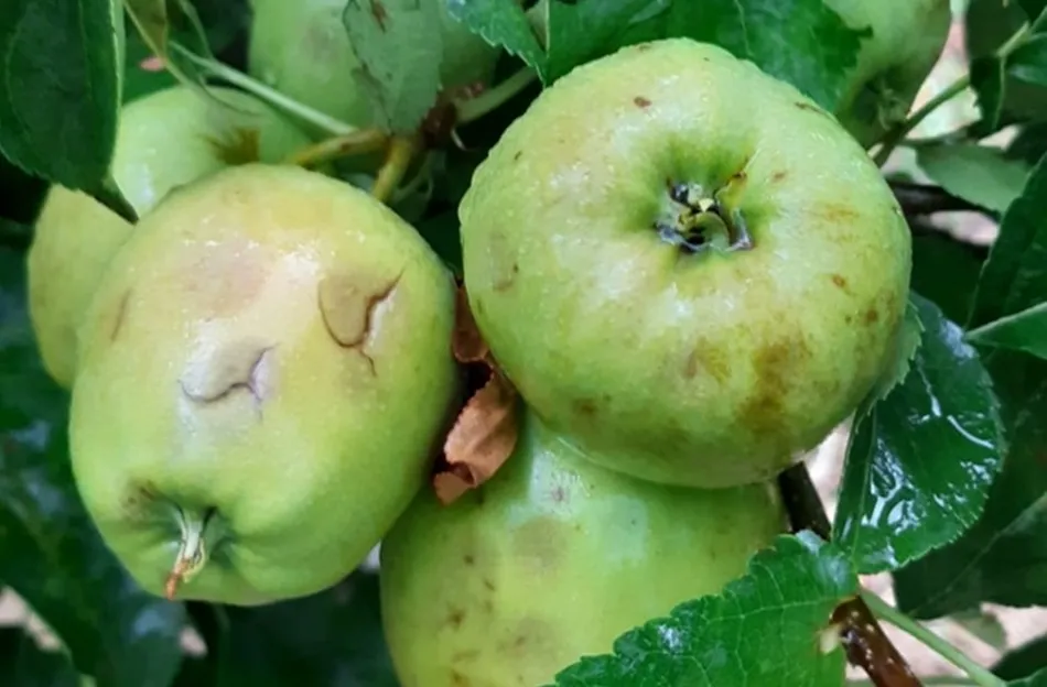  Manzanas afectadas por el pedrisco