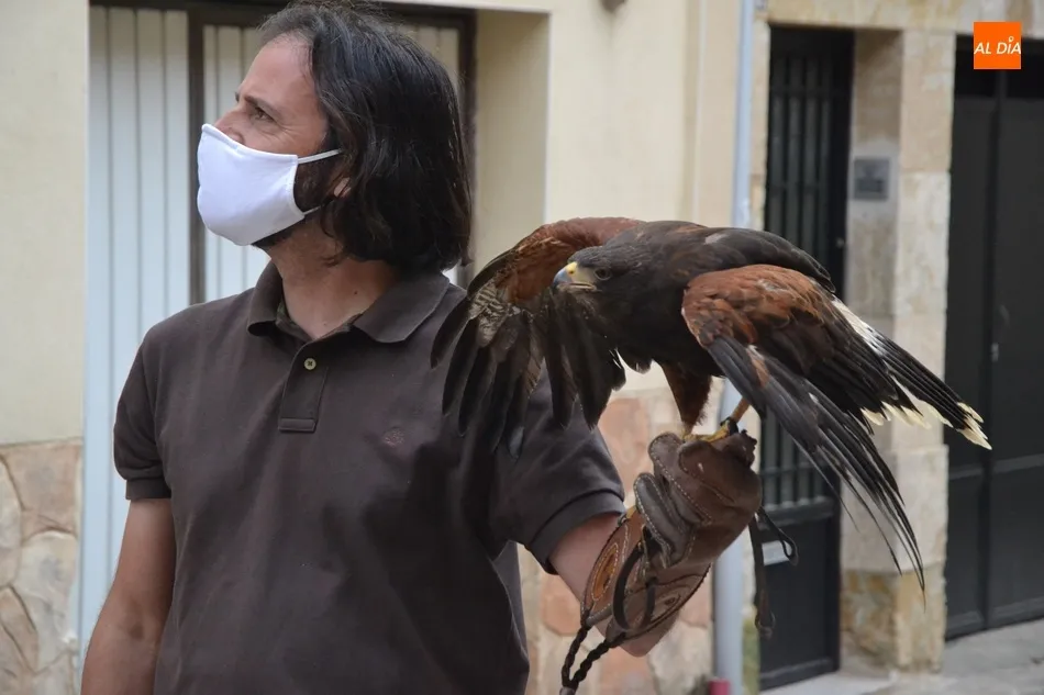 Foto 10 - Unas rapaces pasan a encargarse del control de las palomas en Ciudad Rodrigo  