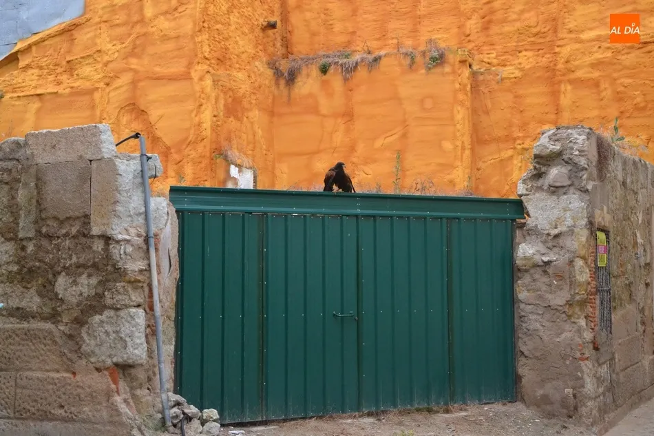 Foto 9 - Unas rapaces pasan a encargarse del control de las palomas en Ciudad Rodrigo  