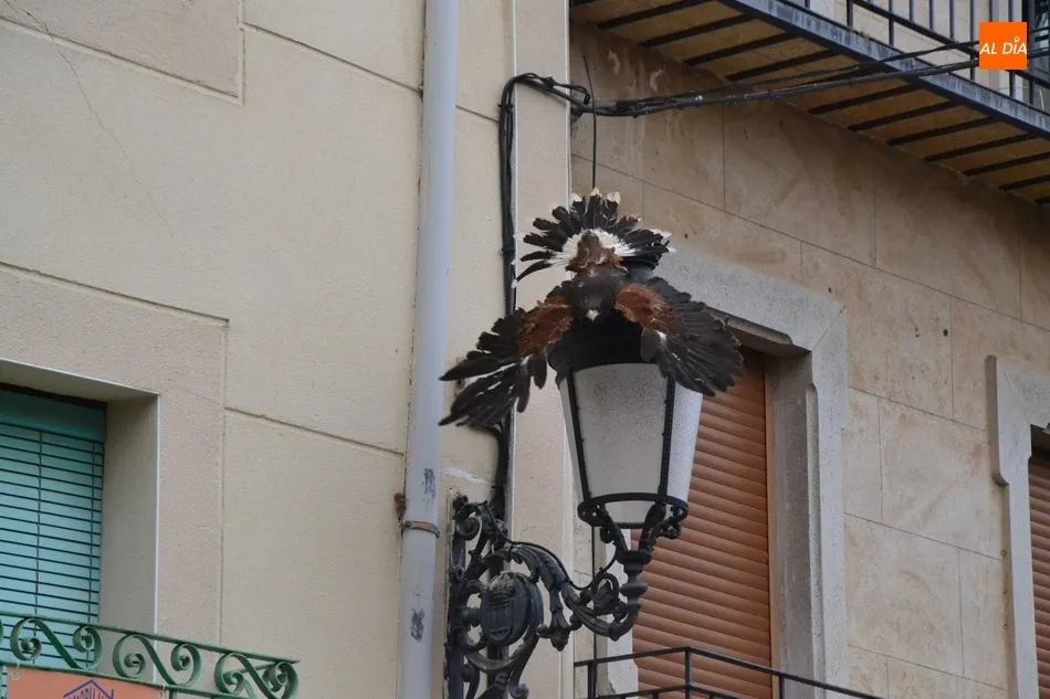 Foto 7 - Unas rapaces pasan a encargarse del control de las palomas en Ciudad Rodrigo  