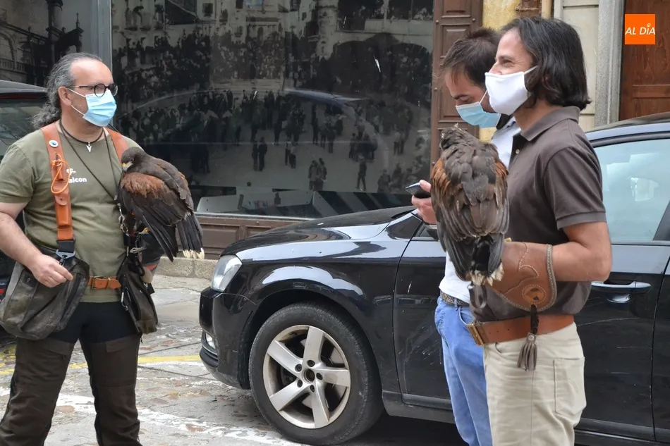 Foto 5 - Unas rapaces pasan a encargarse del control de las palomas en Ciudad Rodrigo  