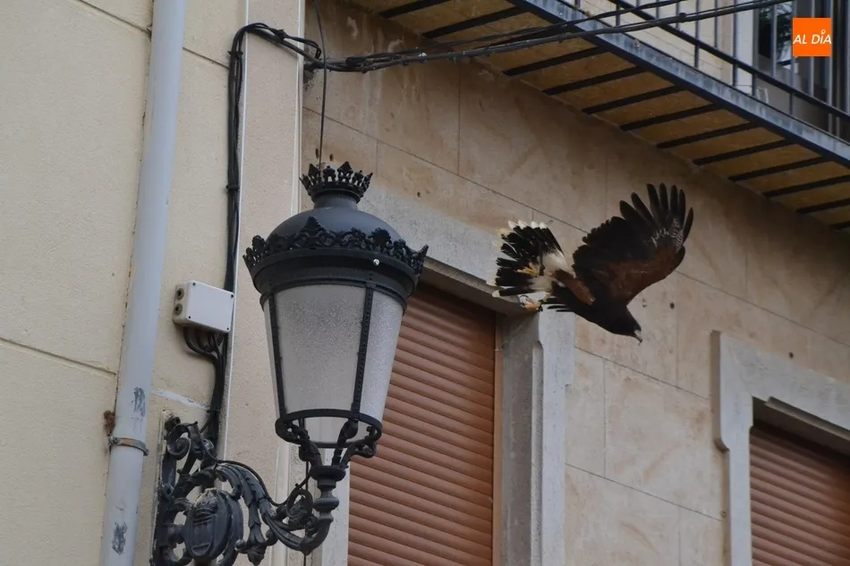 Foto 6 - Unas rapaces pasan a encargarse del control de las palomas en Ciudad Rodrigo  