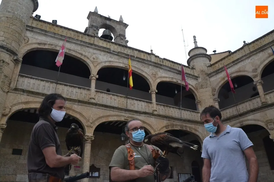 Foto 3 - Unas rapaces pasan a encargarse del control de las palomas en Ciudad Rodrigo  