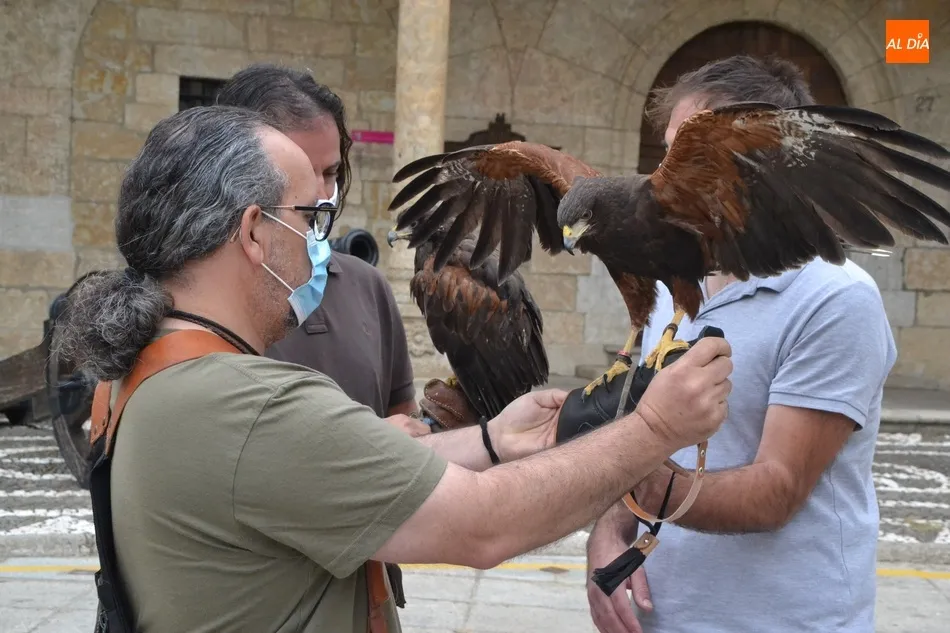 Foto 2 - Unas rapaces pasan a encargarse del control de las palomas en Ciudad Rodrigo  