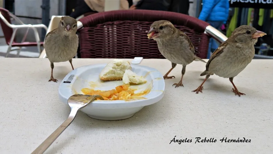 Festín de los pardales