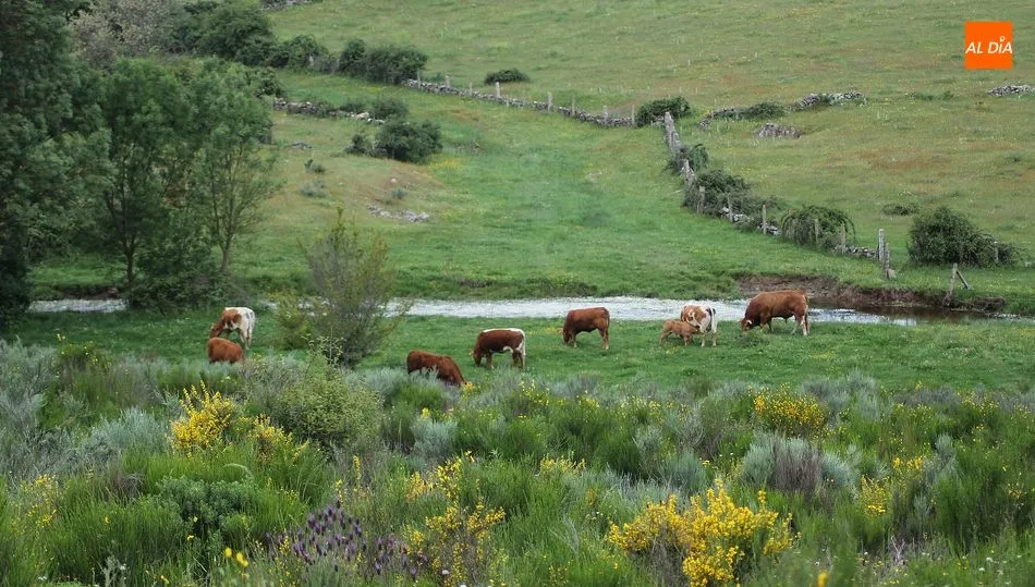 La excelente primavera en pastos hace que baje el precio del cereal y del forraje / CORRAL