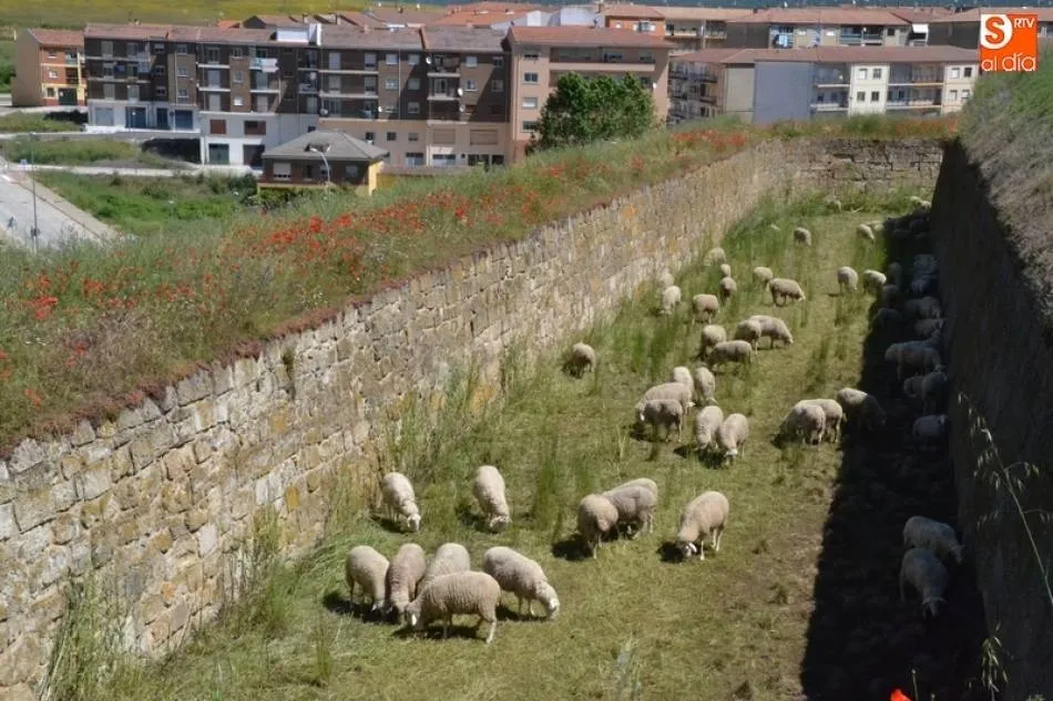 Abierto el plazo para optar al aprovechamiento con ovejas y cabras de 42,81 hectáreas de pasto  