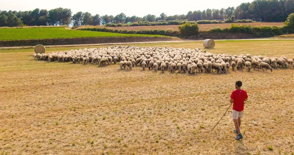 Pastor con sus ovejas en el campo. Foto de INTEROVIC