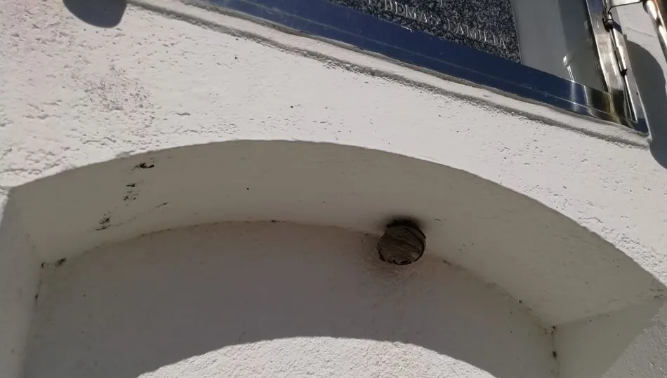 Nido de avispas en un nicho del cementerio municipal de Santibáñez de Béjar