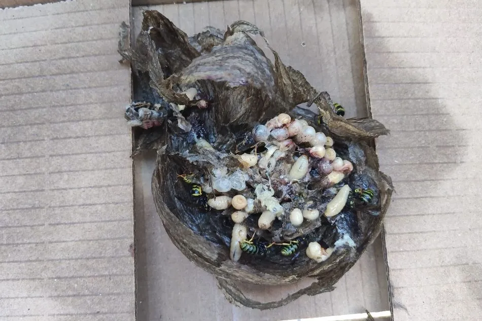 Foto 2 - Un nido en el cementerio de Santib&aacute;&ntilde;ez de B&eacute;jar crea la alarma entre los vecinos por su parecido ...