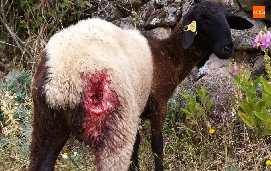 Una de las corderas heridas en el ataque