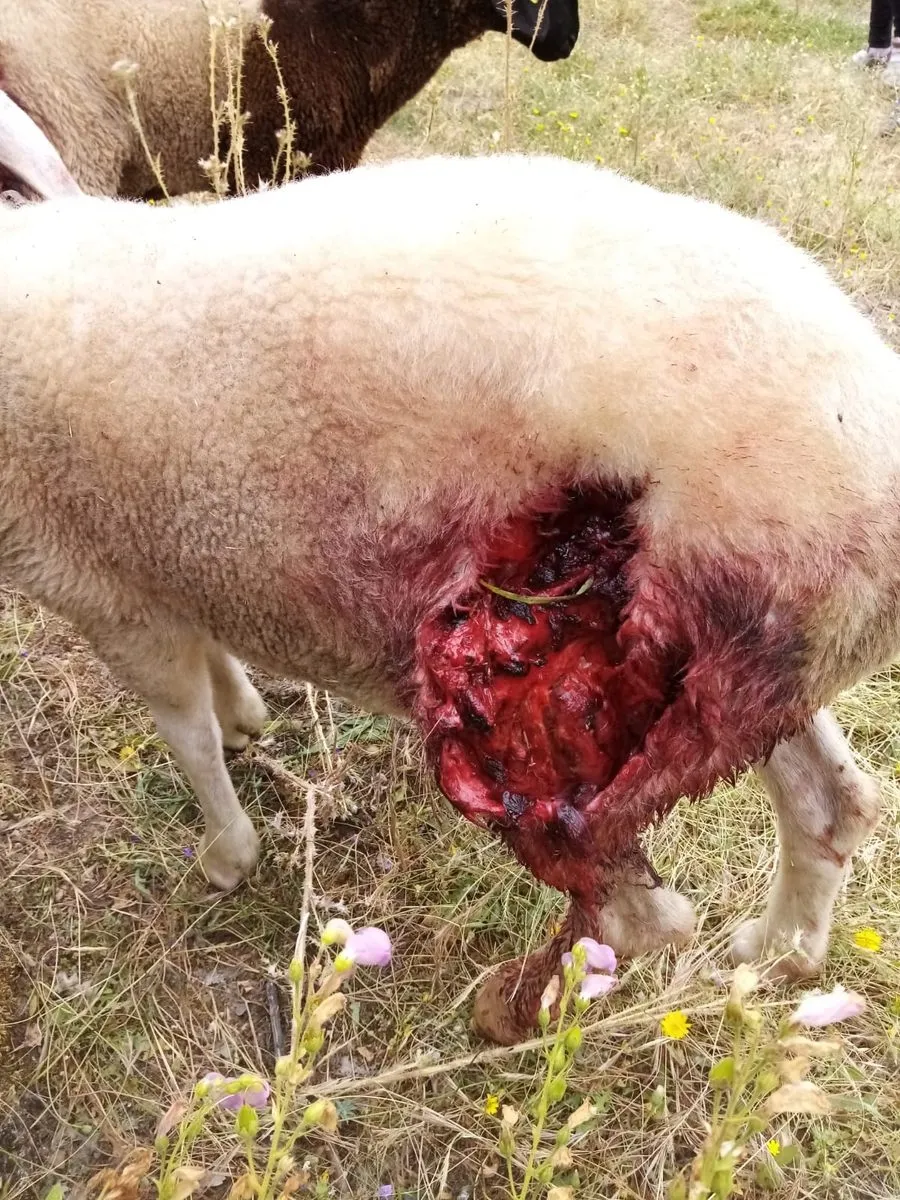 Foto 2 - El lobo deja una decena de corderas heridas en un ataque en Saldeana  