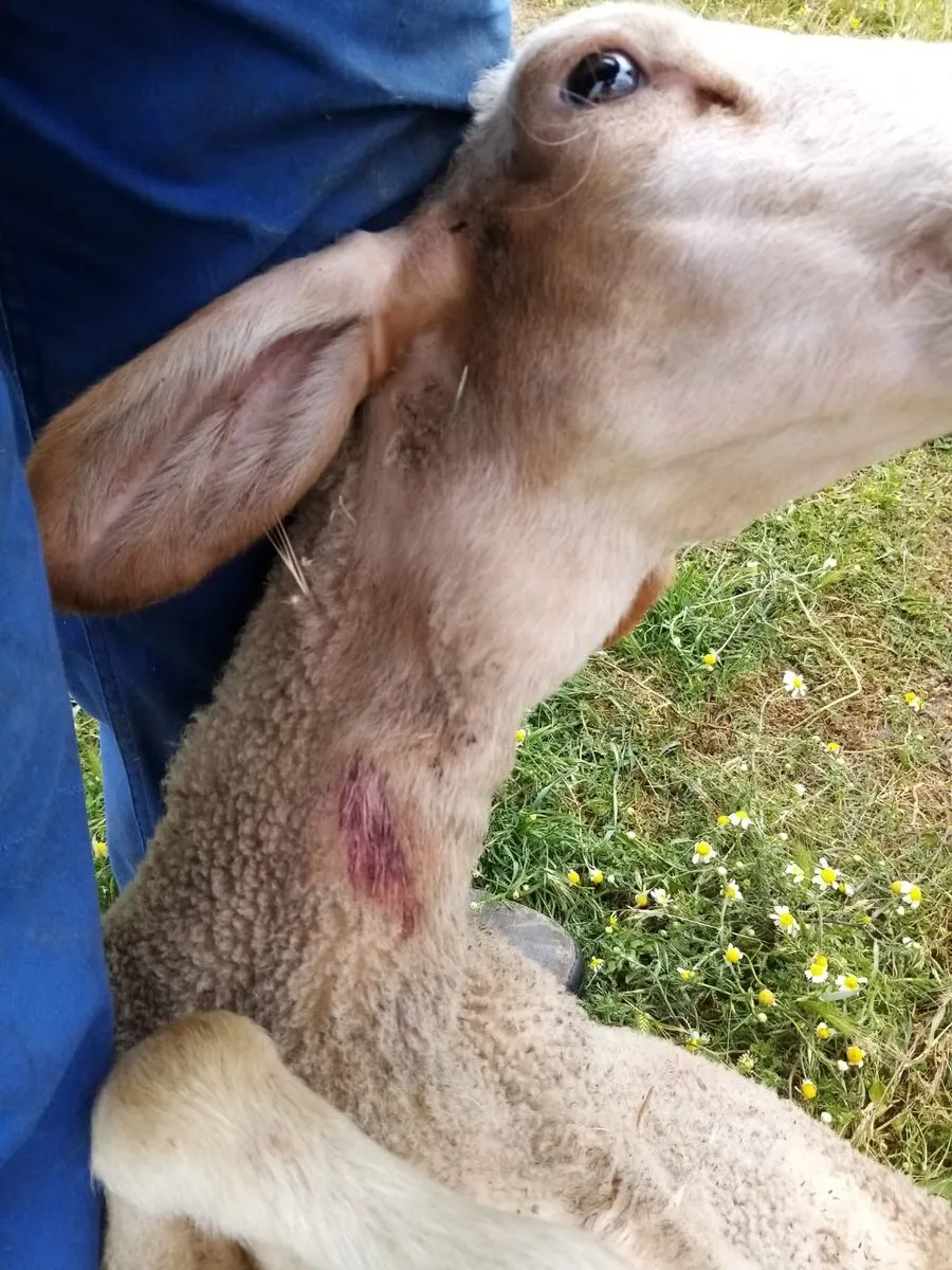Foto 3 - El lobo deja una decena de corderas heridas en un ataque en Saldeana  