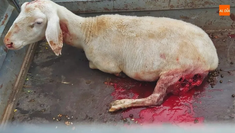 Oveja herida este viernes por el lobo