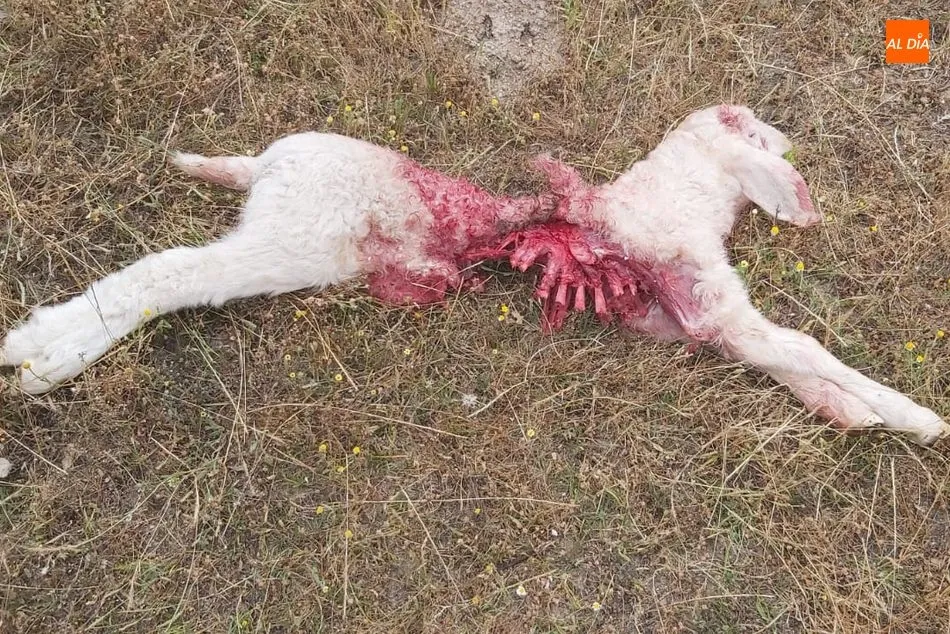 Foto 2 - Segundo ataque consecutivo de lobo a una explotaci&oacute;n de ovino en Saldeana  