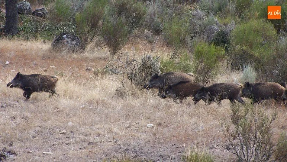 Las especies cinegéticas, como jabalies o corzos, provocan la mayor parte de los accidentes en carretera - Archivo