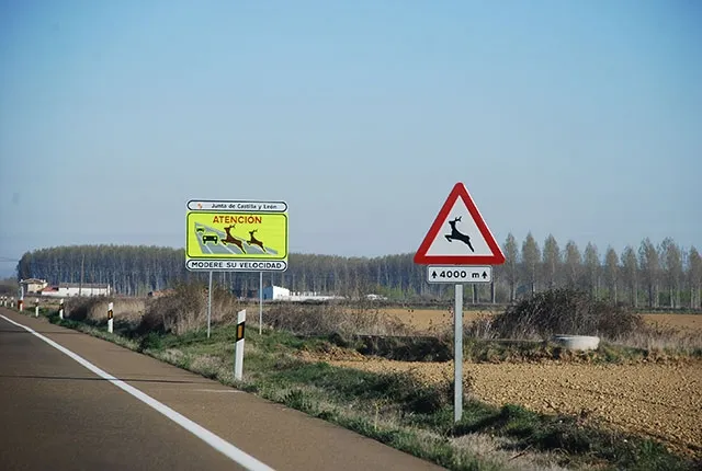 Precauciones para evitar accidentes con animales