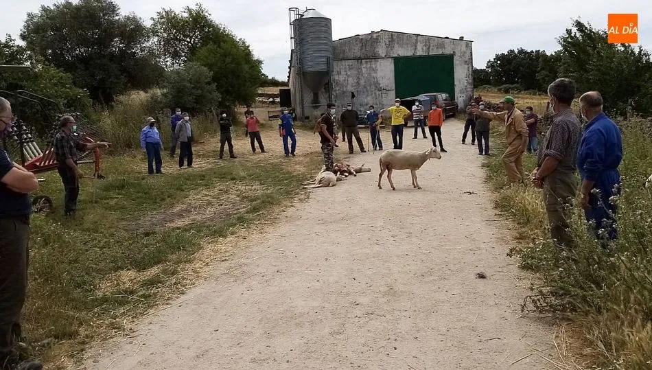 La reiteración de los ataques durante tres meses ha colmado la paciencia de los ganaderos