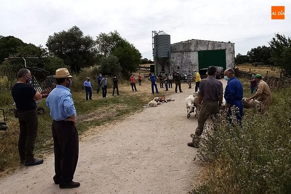 Foto 4 - Ganaderos de la zona se concentran en Barreras y piden soluciones ante un nuevo ataque de lobo  