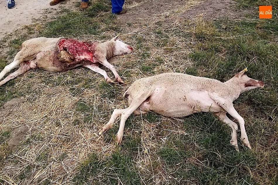 Ovejas muertas por el último ataque de lobo al ganado en la comarca de Vitigudino, en concreto en Villasbuenas