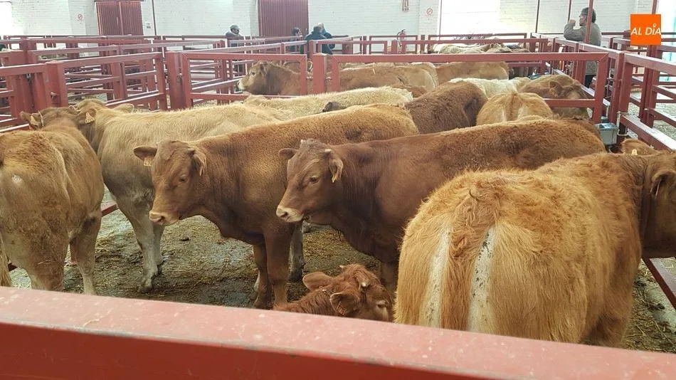 Este 15 de junio regresaban los animales a los corrales del mercado tras la declaración del estado de alarma / ARCHIVO