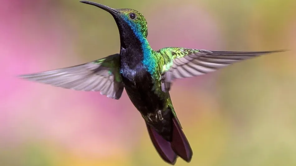 Los colibríes ven colores que los humanos solo pueden imaginar