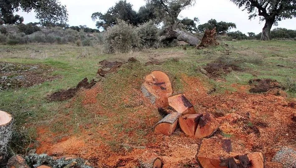 Berkeley taló 1.800 encinas sin tener los permisos para construir la mina