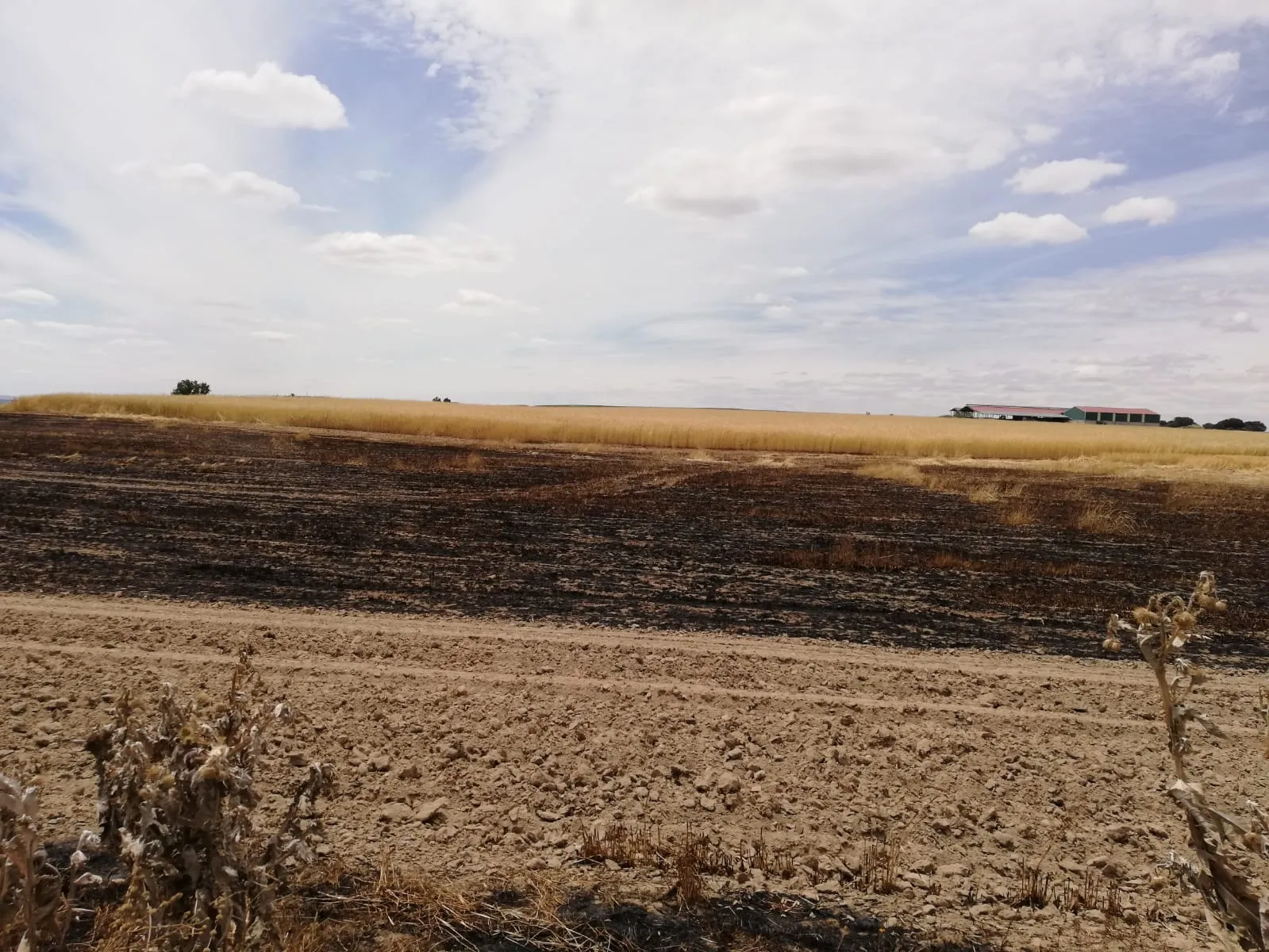 Fuego en una parcela de cereal