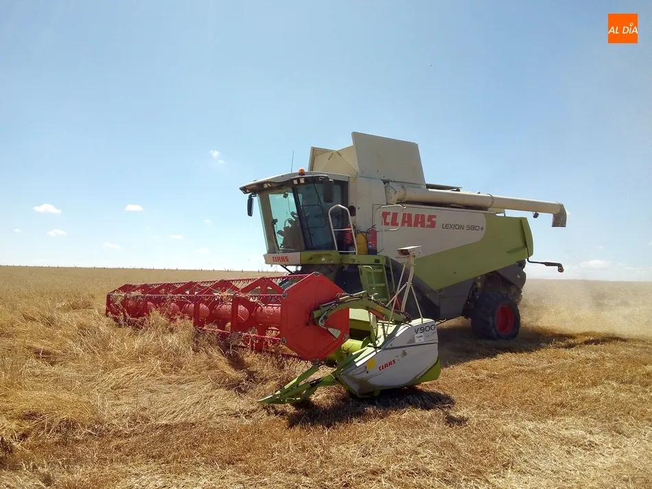 Cosecha de avena en una parcela de Cantalapiedra. / Jorge Holguera