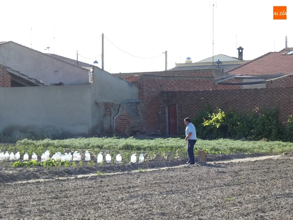 Huertos en Cantalpino. / Jorge Holguera