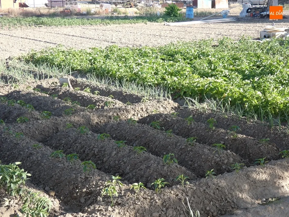 Foto 5 - Versados en horticultura